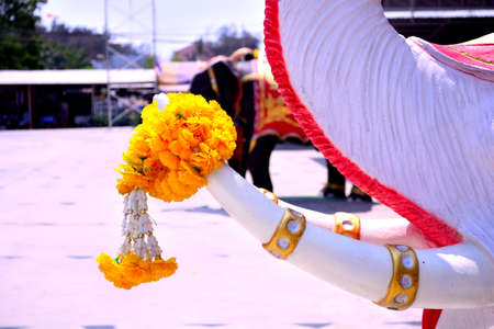 image tusk of elephant and yellow flowers puangmalaiの写真素材