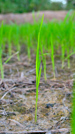 rice seeds in fieldの写真素材