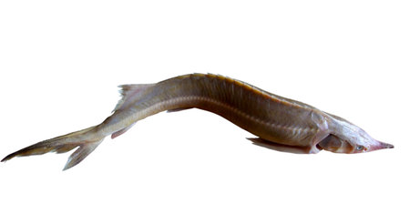 Sturgeon fish