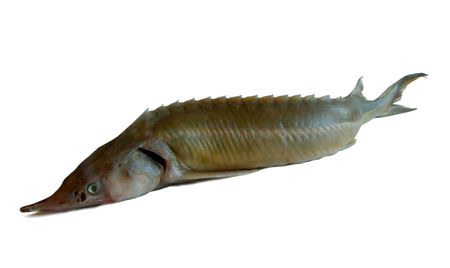 Sturgeon fishの写真素材