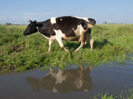 cow on a summer meadow の写真素材