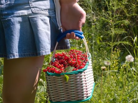 A red ripe currant berryの写真素材