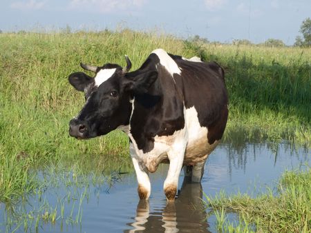 cow on a summer meadow の写真素材