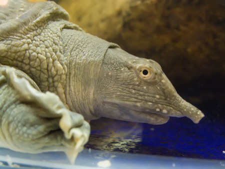 exotic gray tortoise with flowed terrariumeの写真素材