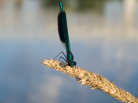 Dragon-fly on Stem of grass in summerの写真素材
