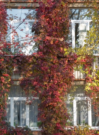A beautiful windowed building winded with autumn ivyの写真素材