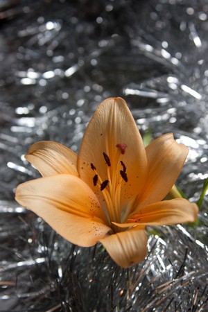 one orange lily on silver decorate backgroundの写真素材