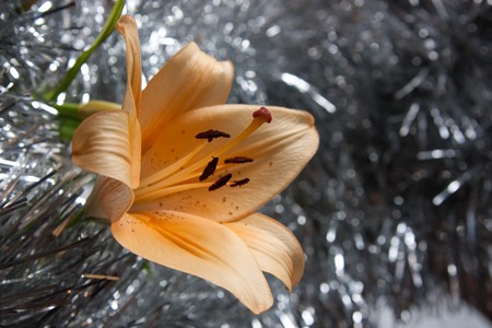 flower of orange lily on silver decorate backgroundの写真素材