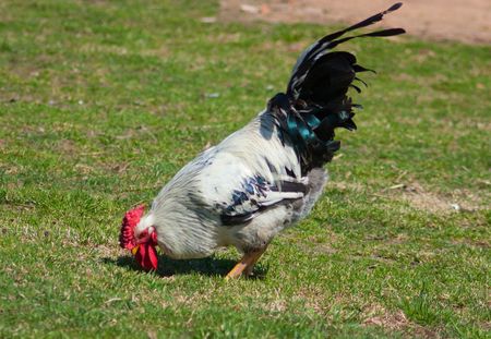 A grey rooster on green grass backgroundの写真素材