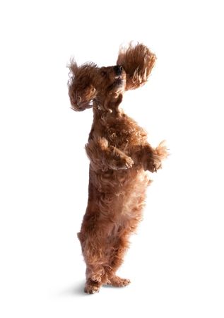 Jumping cocker spaniel isolated over white backgroundの写真素材
