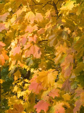 yellow and orange autumn  leaves from parkの写真素材