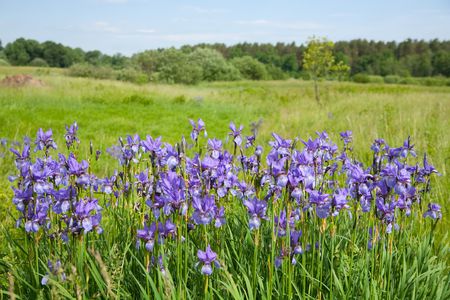 Plant of violet wild iris on green meadowの写真素材