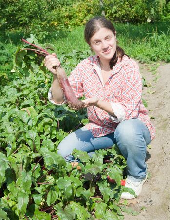 young woman is picking of beet in fieldの写真素材
