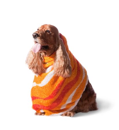 english cocker spaniel isolated in Turkish towelの写真素材