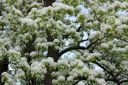 background of flowering tree  in the blossoming gardenの写真素材
