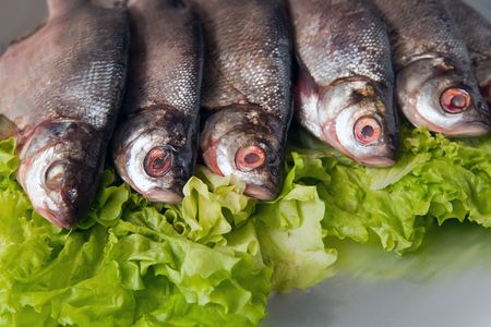 fresh-water fish close-up on green lettuceの写真素材
