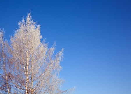 Frozen branch of tree over blue skyの写真素材