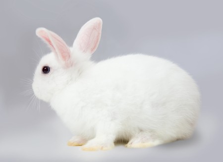 Little white rabbit sits on grey background の写真素材