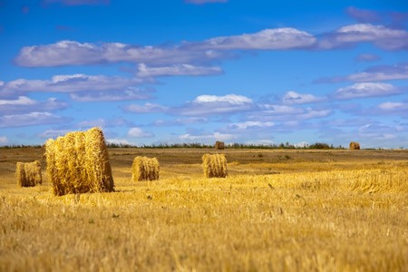 Golden strawbales in the countryside on sunny dayの写真素材