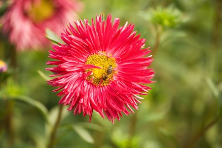 Closeup of Aster flower on garden in summerの写真素材