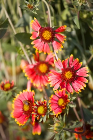 Closeup of elecampane flower on garden in summerの写真素材