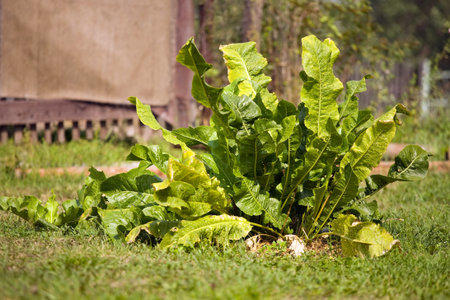 Plant of horseradish in the garden in summer
