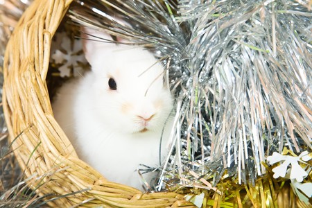 white rabbits in basket against trumpery on greenの写真素材