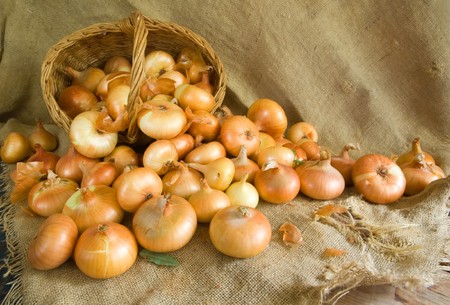 still life from harvested onion on sackingの写真素材