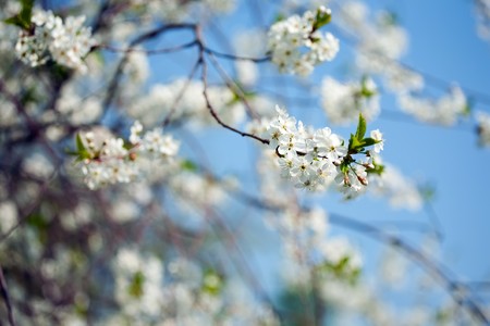 Spring cherry tree in blossom over skyの写真素材