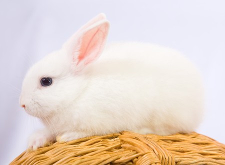 Little white rabbit on basket over white background の写真素材