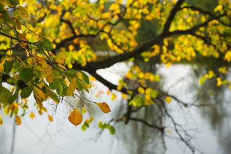 autumn alder tree leaves in the sunshine against lakeの写真素材