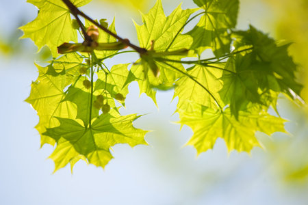 Spring maple tree leaves in the sunshine in spring