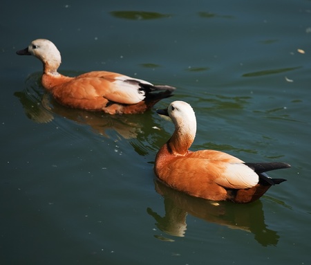 Wild duckes swimming at pond in summerの写真素材