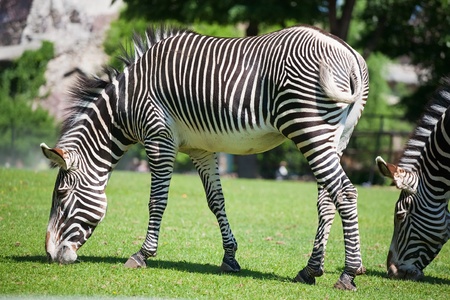 zebra walking and eating green grassの写真素材