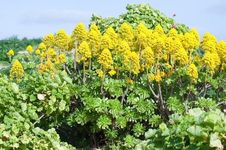 One of the type of Yellow Sedum in mediterranean gardenの写真素材