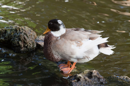 Wild duck stands on stone at pond in summerの写真素材