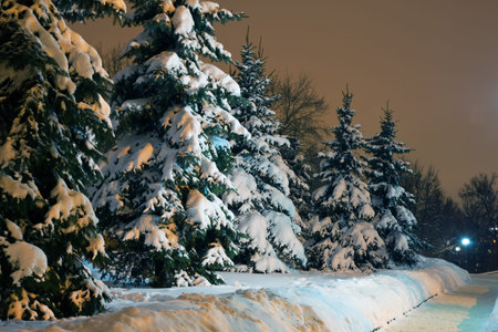 Spruce trees in winter park with shining lanternの写真素材