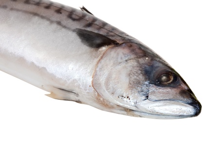 Fresh raw scomber.  Isolated over white backgroundの写真素材