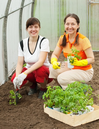 Two women planting tomato seedlings in greenhouseの写真素材