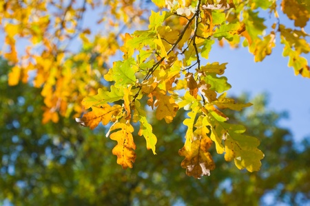 Closeup of golden oak leaves, brightly backlit against  skyの写真素材