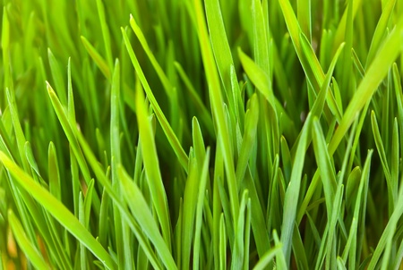 close up of green grass backgroundの写真素材