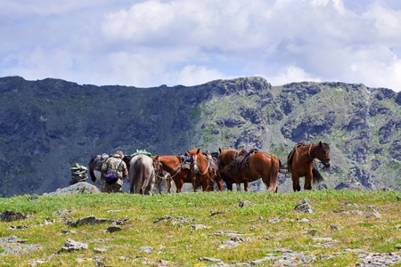 Few saddled horses in mountains の写真素材