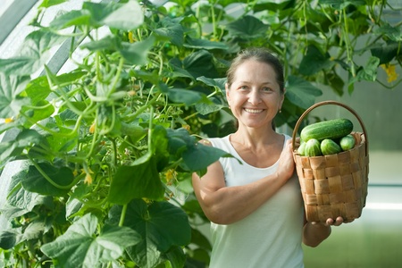 Happy woman with harvested cucumbers in the hothouseの写真素材