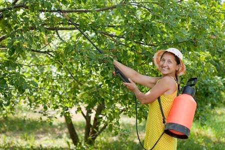 Woman spraying tree branches  in gardenの写真素材