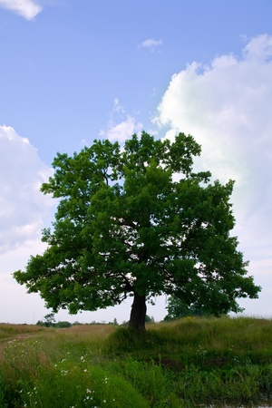 One oak tree on meadow in summerの写真素材