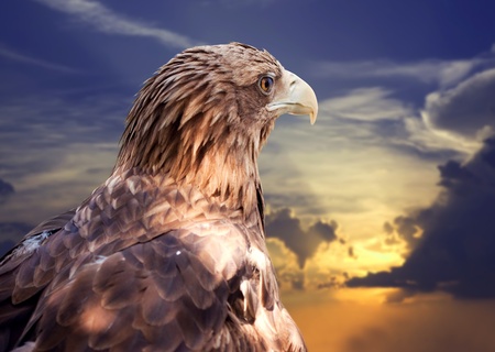 Head of white-tailed eagle against sunset skyの写真素材