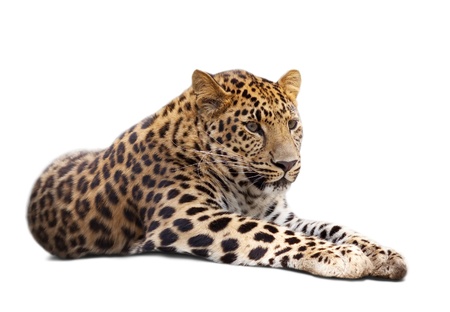lying leopard over white background の写真素材