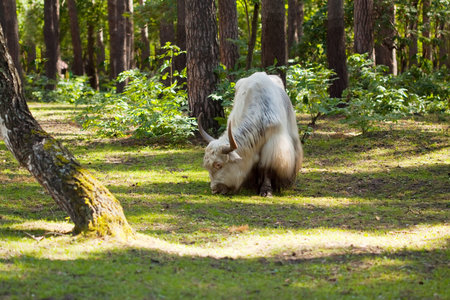 White yak  in forest areaの写真素材