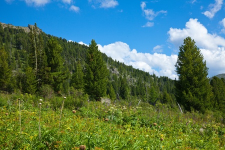 mountains with cedar forest. Altai, Siberiaの写真素材