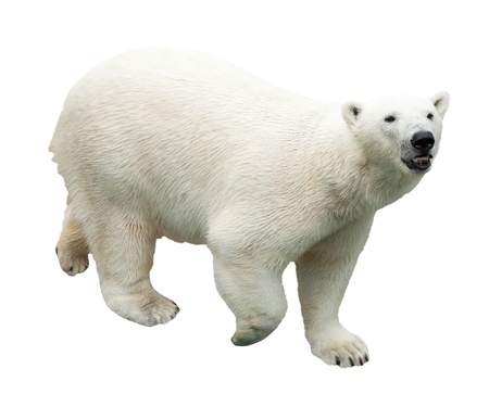 polar bear. Isolated over white backgroundの写真素材